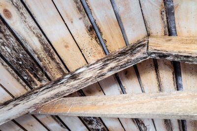Prevent Mold and Mildew Growth